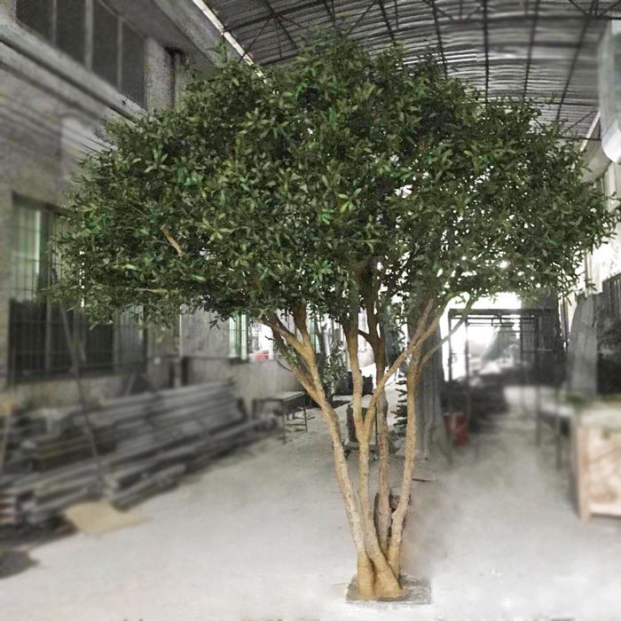 olive tree1 olive tree1
